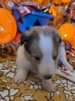 Chops, a male Shetland Sheepdog for sale in Winston-Salem, NC – 2 of 5