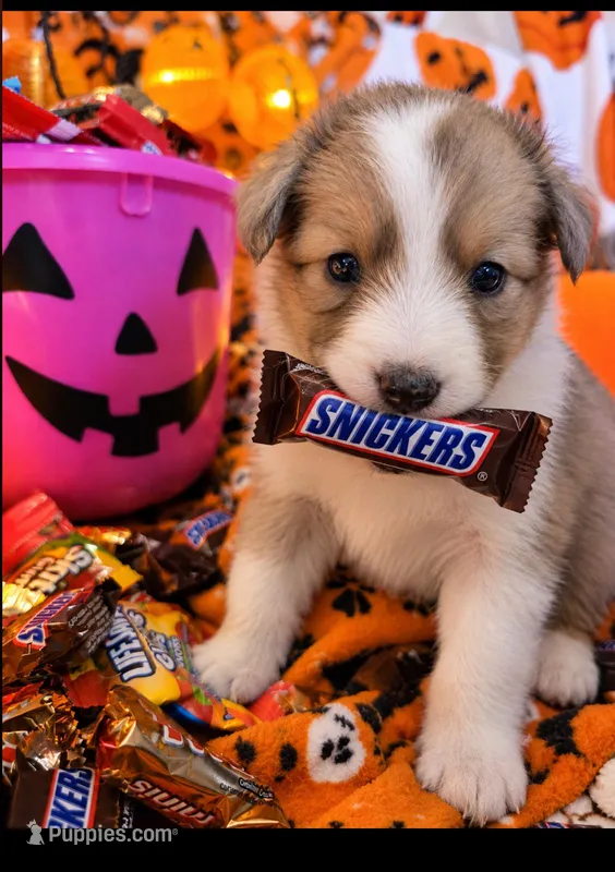 Snickers  – Shetland Sheepdog puppy for sale in Winston-Salem, NC