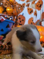 Chops, a male Shetland Sheepdog for sale in Winston-Salem, NC – 5 of 5