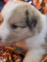 Snickers , a male Shetland Sheepdog for sale in Winston-Salem, NC – 9 of 9