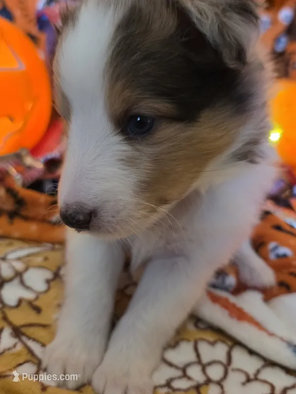 Chops – Shetland Sheepdog puppy for sale in Winston-Salem, NC