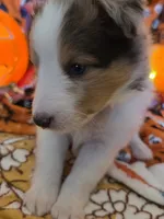 Chops, a male Shetland Sheepdog for sale in Winston-Salem, NC – 1 of 5