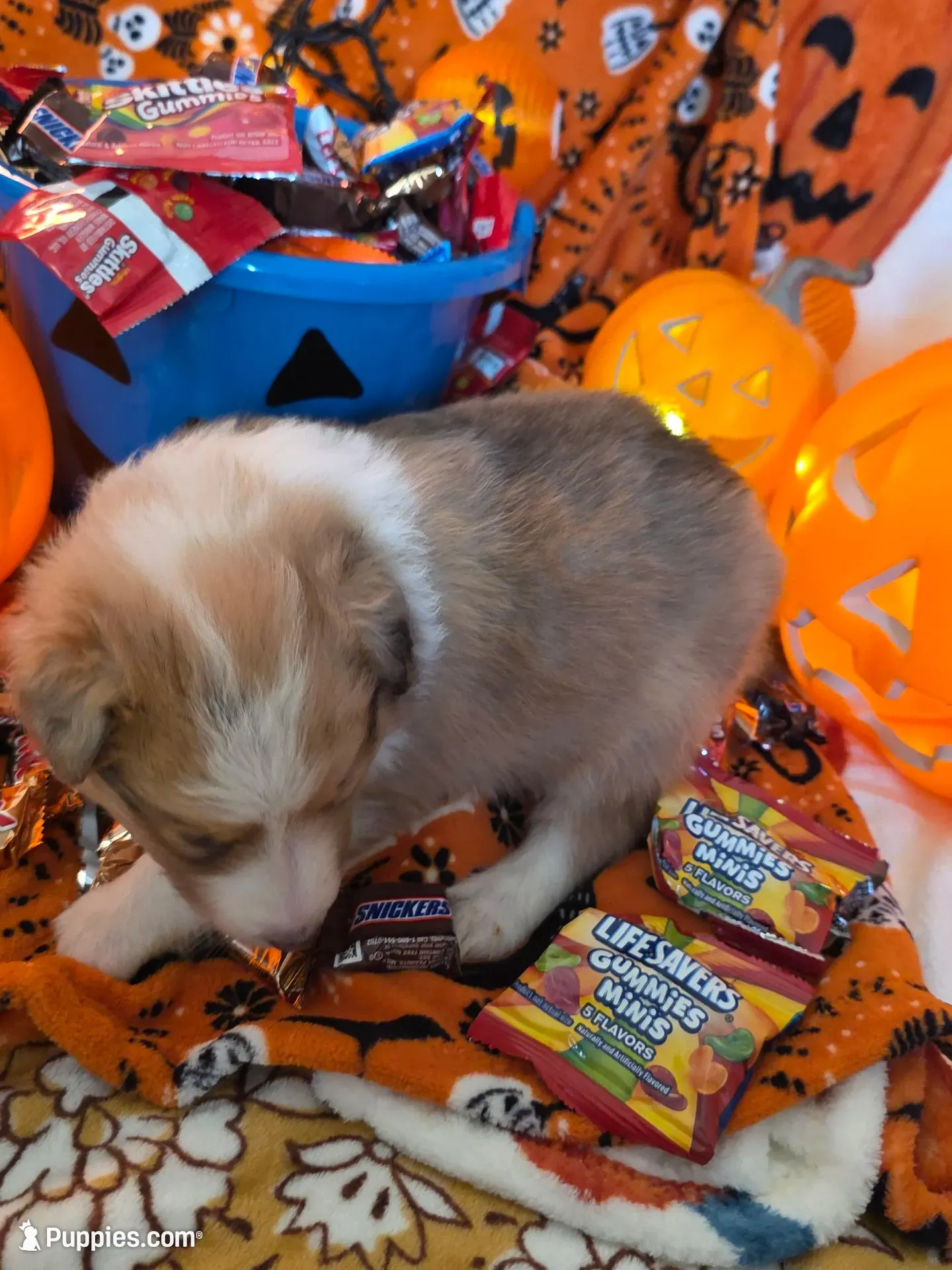 Snickers , a male Shetland Sheepdog for sale in Winston-Salem, NC – 1 of 9