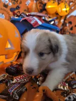 Snickers , a male Shetland Sheepdog for sale in Winston-Salem, NC – 8 of 9