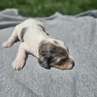 Maverick , a male Cavapoo for sale in Decatur, IL – 3 of 9