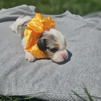 Skye, a female Cavapoo for sale in Decatur, IL – 2 of 10