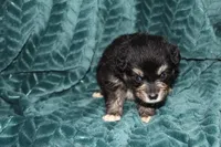 Mario, a male Aussalier for sale in Decatur, IL – Photo 2 of 4