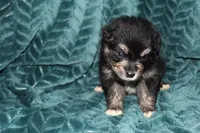 Mario, a male Aussalier for sale in Decatur, IL – Photo 1 of 4