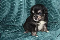 Mario, a male Aussalier for sale in Decatur, IL – Photo 4 of 4