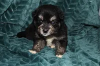 Mario, a male Aussalier for sale in Decatur, IL – Photo 3 of 4