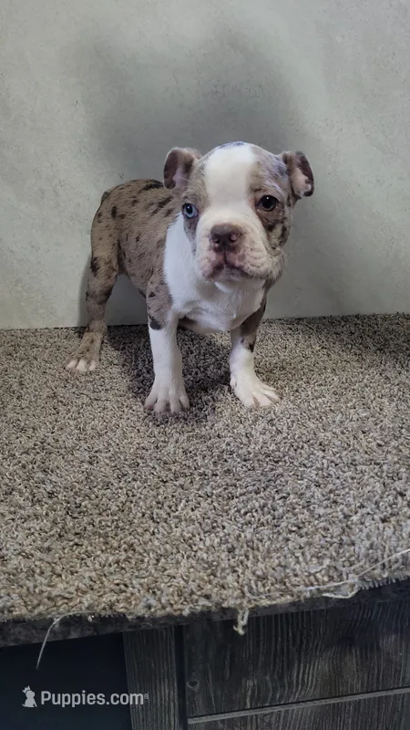 Legend  – Boston Terrier puppy on hold in Decatur, IL
