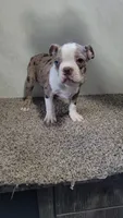 Legend , a male Boston Terrier for sale in Decatur, IL – 1 of 9