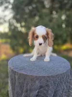AKC Leo, a male Cavalier King Charles Spaniel for sale in Decatur, IL – 6 of 10
