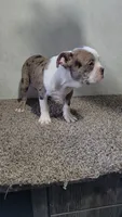 Legend , a male Boston Terrier for sale in Decatur, IL – 2 of 9