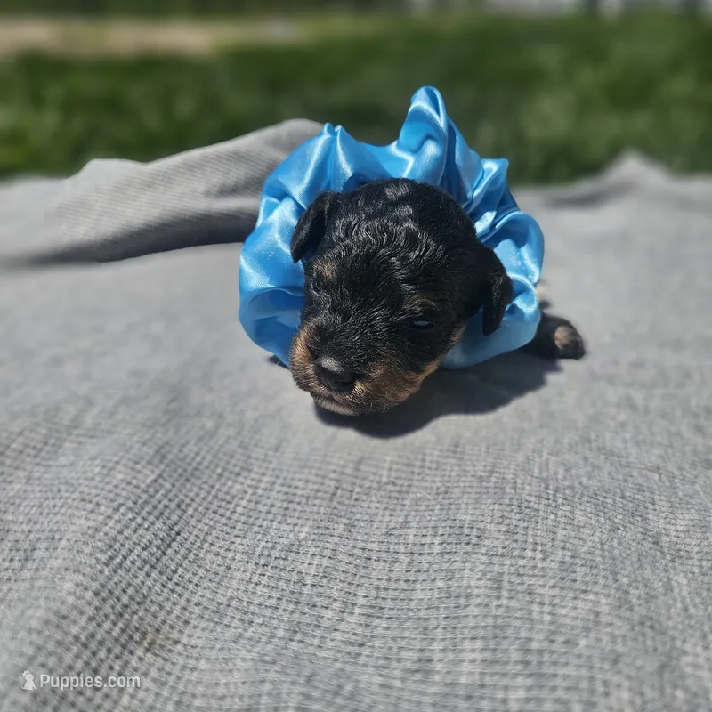 Ember – Cavapoo puppy for sale in Decatur, IL