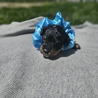 Ember, a female Cavapoo for sale in Decatur, IL – 1 of 10