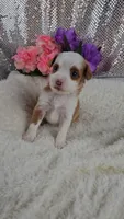 Soleil, a female Miniature Aussiedoodle and Aussalier for sale in Decatur, IL – 9 of 10