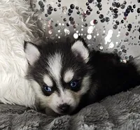 Cranberry, a female Pomsky for sale in Decatur, IL – Photo 7 of 10
