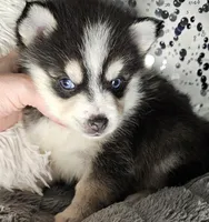 Cranberry, a female Pomsky for sale in Decatur, IL – Photo 9 of 10