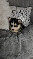 Cranberry, a female Pomsky for sale in Decatur, IL – Photo 4 of 10