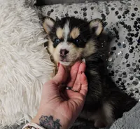 Cranberry, a female Pomsky for sale in Decatur, IL – Photo 1 of 10
