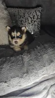 Cranberry, a female Pomsky for sale in Decatur, IL – Photo 8 of 10