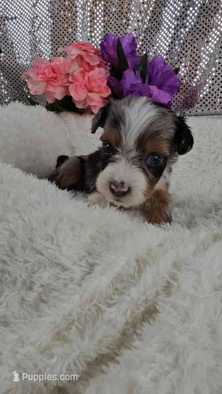 Indigo – Miniature Aussiedoodle, Aussalier puppy for sale in Decatur, IL