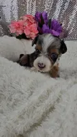 Indigo, a male Miniature Aussiedoodle and Aussalier for sale in Decatur, IL – 1 of 10