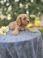 Pap, a male Cavapoo for sale in Decatur, IL – 5 of 10