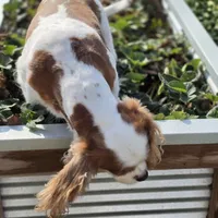 AKC Sweetie, a female Cavalier King Charles Spaniel for sale in Decatur, IL – 7 of 8