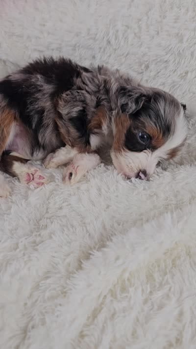 Indigo, a male Miniature Aussiedoodle and Aussalier for sale in Decatur, IL – 10 of 10