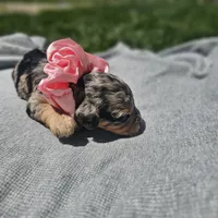 Starlet , a female Cavapoo for sale in Decatur, IL – 4 of 9