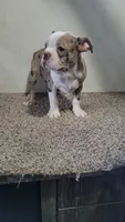 Legend , a male Boston Terrier for sale in Decatur, IL – 6 of 9