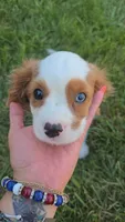 AKC Leo, a male Cavalier King Charles Spaniel for sale in Decatur, IL – 9 of 10