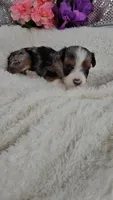 Indigo, a male Miniature Aussiedoodle and Aussalier for sale in Decatur, IL – 7 of 10
