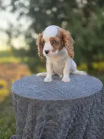AKC Leo, a male Cavalier King Charles Spaniel for sale in Decatur, IL – 7 of 10