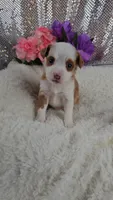 Soleil, a female Miniature Aussiedoodle and Aussalier for sale in Decatur, IL – 8 of 10