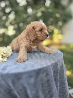 Pap, a male Cavapoo for sale in Decatur, IL – 6 of 10