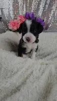 Rosalie , a female Miniature Aussiedoodle and Aussalier for sale in Decatur, IL – 7 of 10