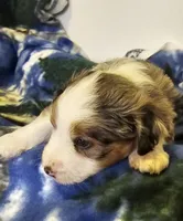 Evan, a male Miniature Aussiedoodle for sale in Decatur, IL – Photo 7 of 8
