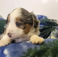 Evan, a male Miniature Aussiedoodle for sale in Decatur, IL – Photo 5 of 8