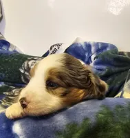 Evan, a male Miniature Aussiedoodle for sale in Decatur, IL – Photo 4 of 8