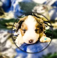 Evan, a male Miniature Aussiedoodle for sale in Decatur, IL – Photo 1 of 8