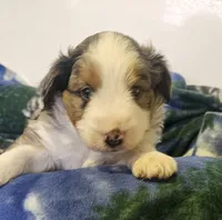 Evan, a male Miniature Aussiedoodle for sale in Decatur, IL – Photo 2 of 8