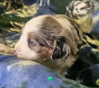 Evan, a male Miniature Aussiedoodle for sale in Decatur, IL – Photo 8 of 8