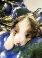 Evan, a male Miniature Aussiedoodle for sale in Decatur, IL – Photo 3 of 8