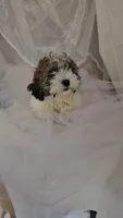 Buddy, a male Shichon for sale in Decatur, IL – 7 of 9