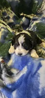 Esau, a male Miniature Aussiedoodle for sale in Decatur, IL – Photo 3 of 9