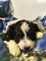 Esau, a male Miniature Aussiedoodle for sale in Decatur, IL – Photo 2 of 9