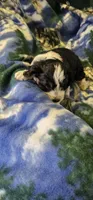 Esau, a male Miniature Aussiedoodle for sale in Decatur, IL – Photo 9 of 9